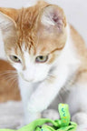 Gatitomochi52
